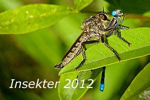 Insekter 2012
