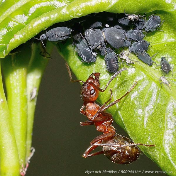 Myra och bladlöss.