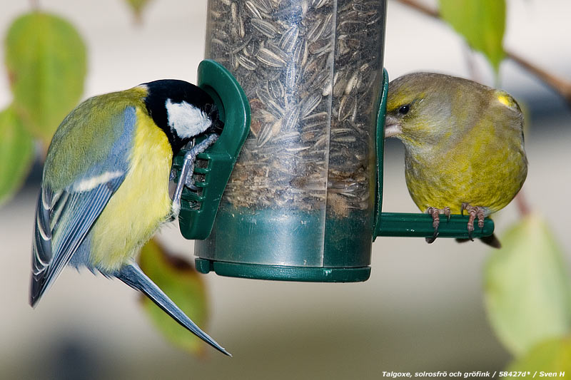 Talgoxe och gr�nfink