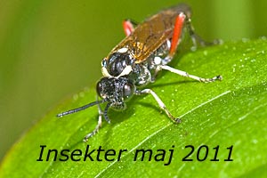 Insekter maj 2011