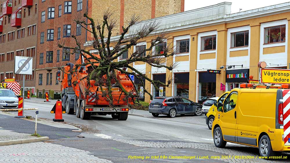 Flyttning av träd från Clemenstorget i Lund.
