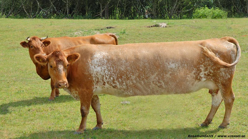 Medaljkon RosamundaIII