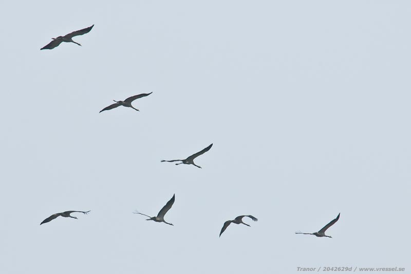 Flygande tranor.