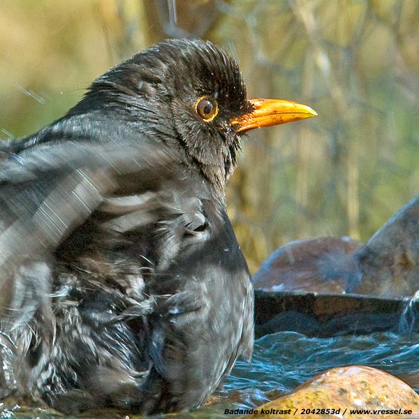 Badande koltrast.