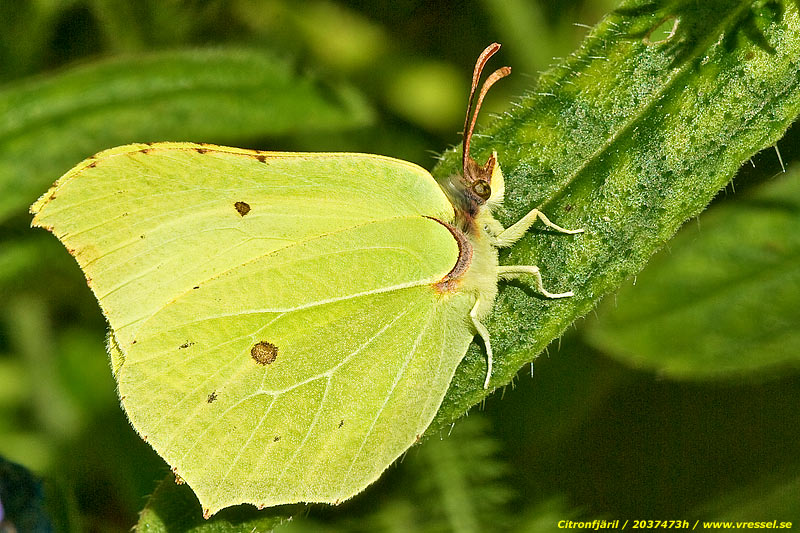 Gonepteryx rhamni.