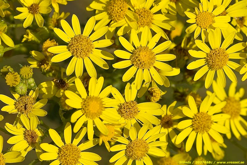 Senecio jacobaea