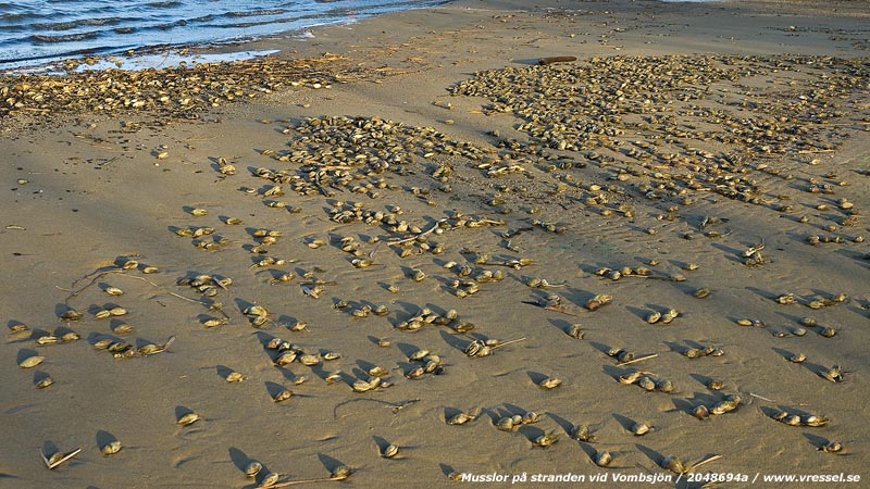Musslor.