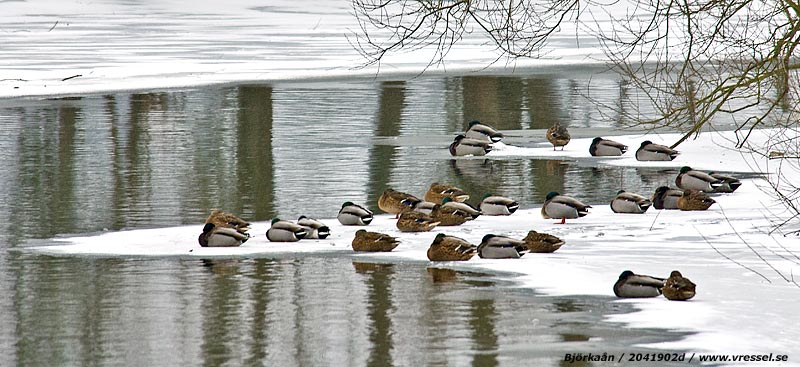 Gr&auml;s&auml;nder vid Bj&ouml;rka&aring;n