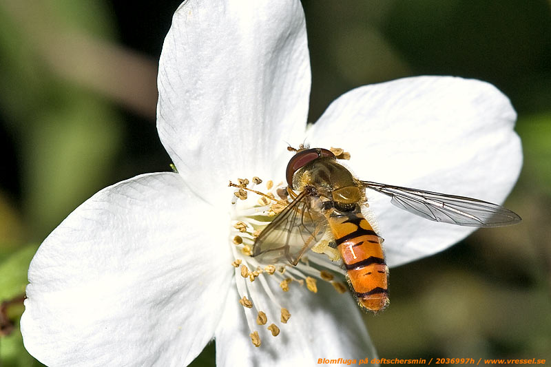 Blomfluga p&aring; doftschersmin