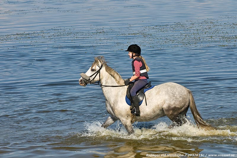 H&auml;st med ryttare.