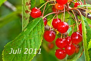 Juli 2011