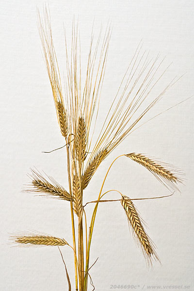 R&aring;gax och kornax.