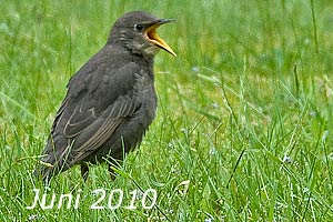Juni 2010