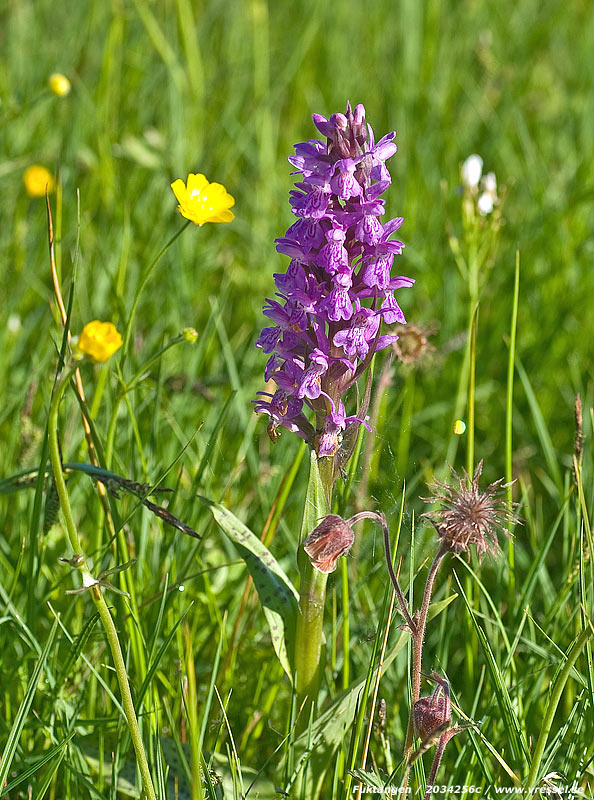 Blommor p&aring; fukt&auml;ngen.