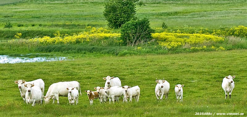 Betande kor p&aring; en fukt&auml;ng.