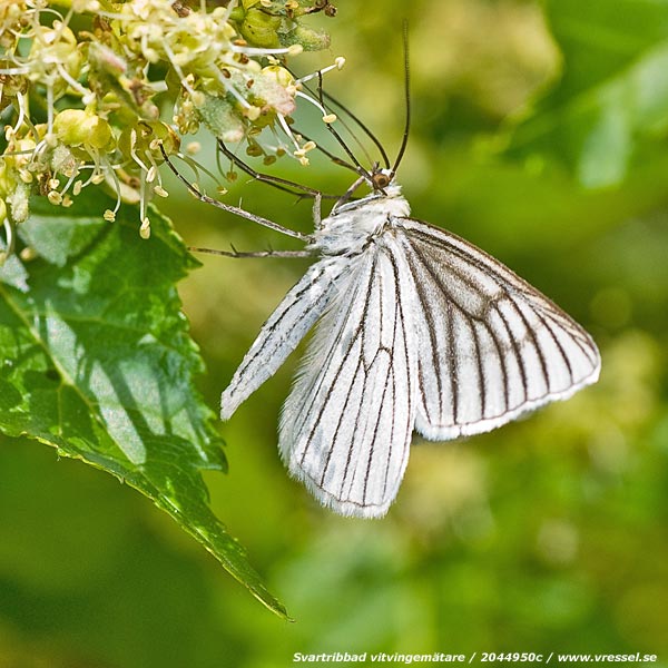 Svartribbad vitvingem&auml;tare.