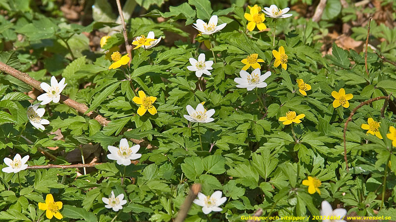 Gulsippor och vitsippor.