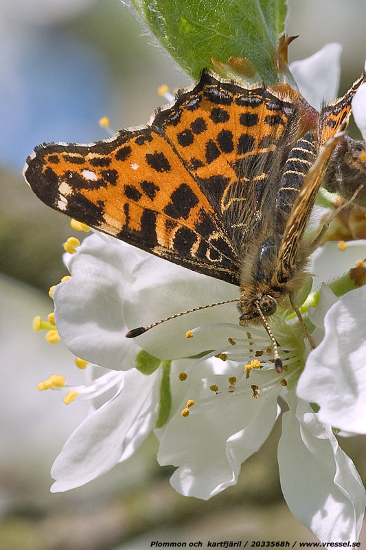 Plommon och Araschnia levana.