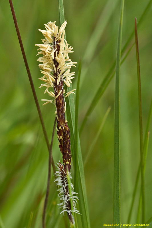 N&aring;got ok&auml;nt i naturen.