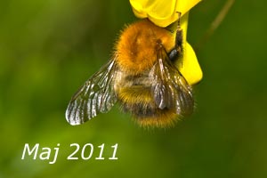 Maj 2011