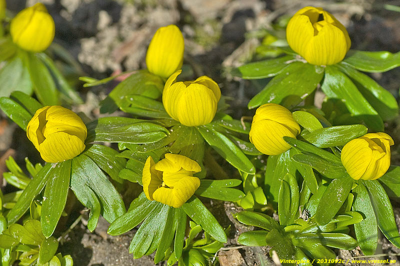 Eranthis hyemalis
