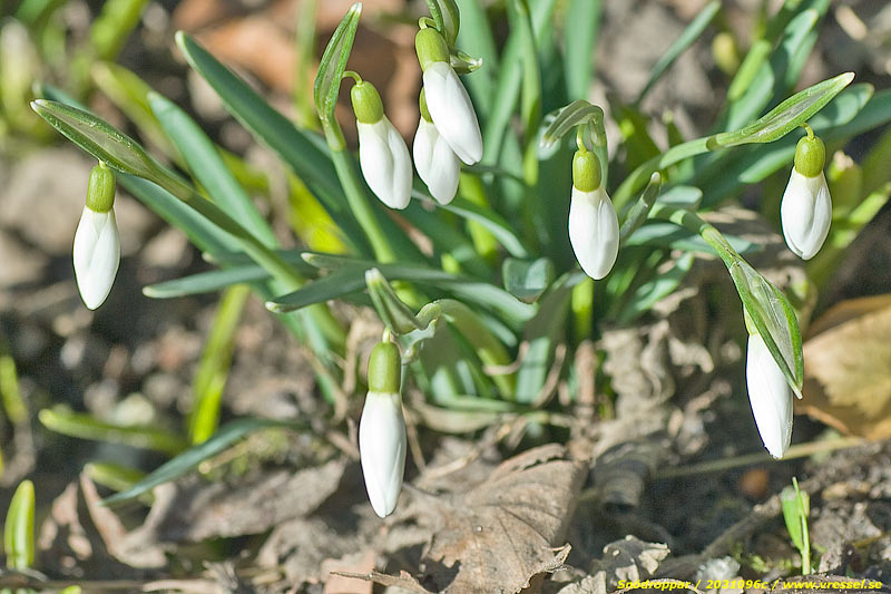 Galanthus nivalis