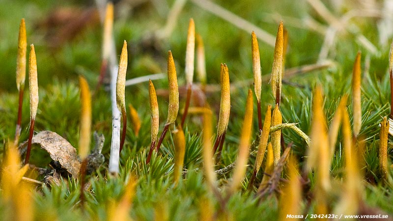 Mossa i gr&auml;smattan.