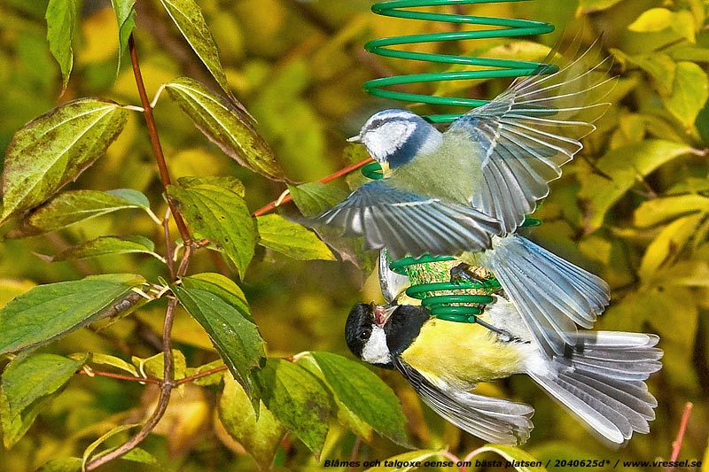 Bl&aring;mes och talgoxe.
