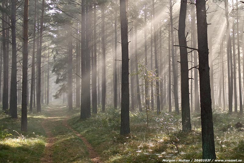 Morgonst&auml;mning i Hultan.