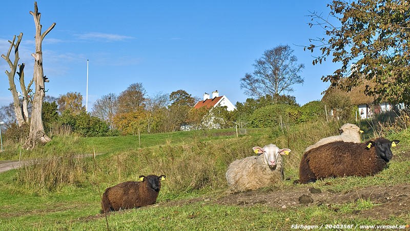 F&aring;rhagen mitt i Vressel.