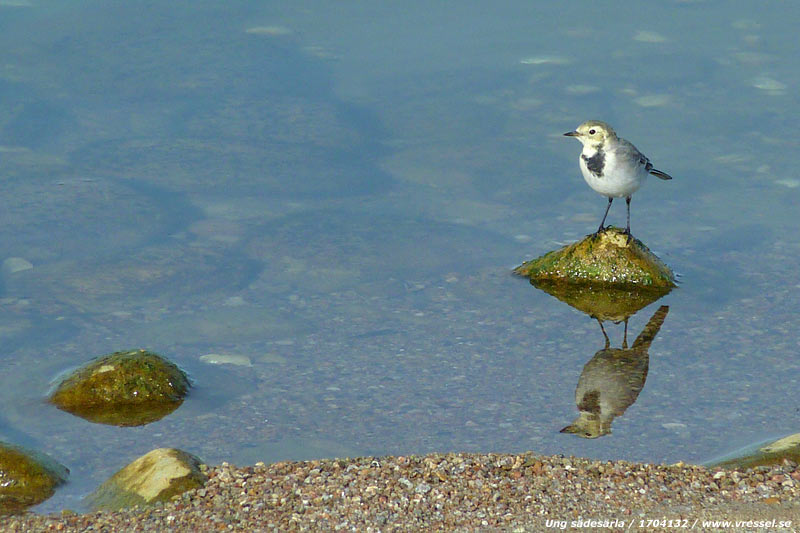 S&auml;des&auml;rla vid Vombsj&ouml;stranden.