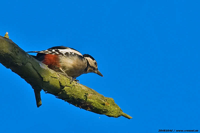 St&ouml;rre hackspett.