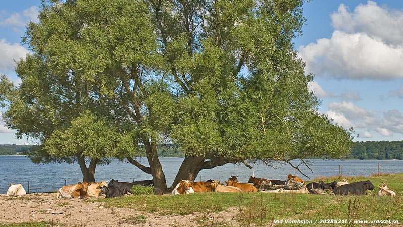 Vilande n&ouml;tboskap.