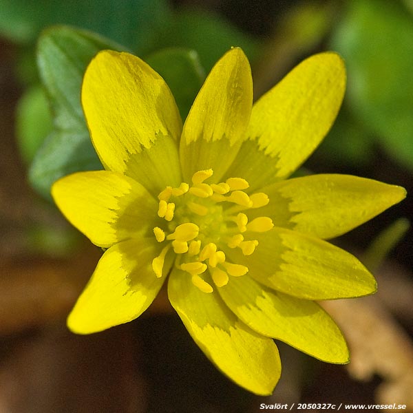Ranunculus ficaria