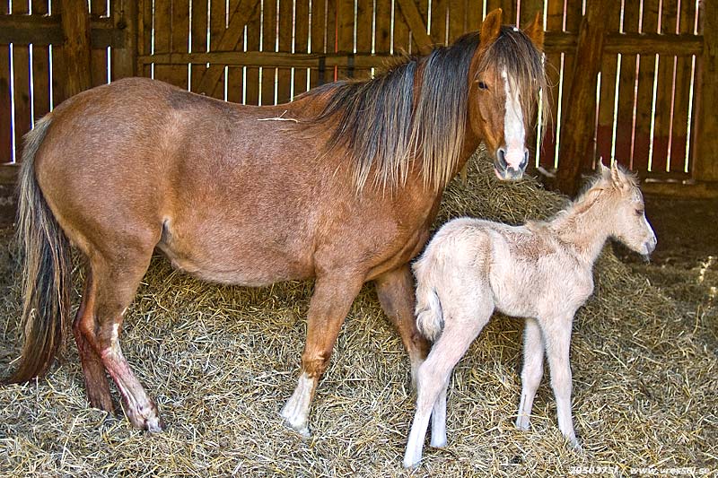 Mor och dotter.