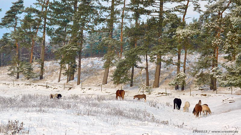 H&auml;star i sn&ouml;igt landskap.