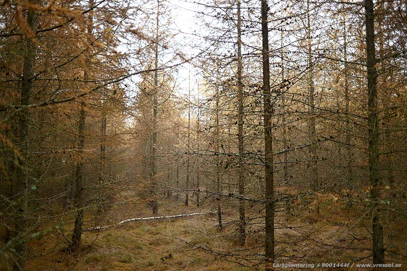 L&auml;rkplantering