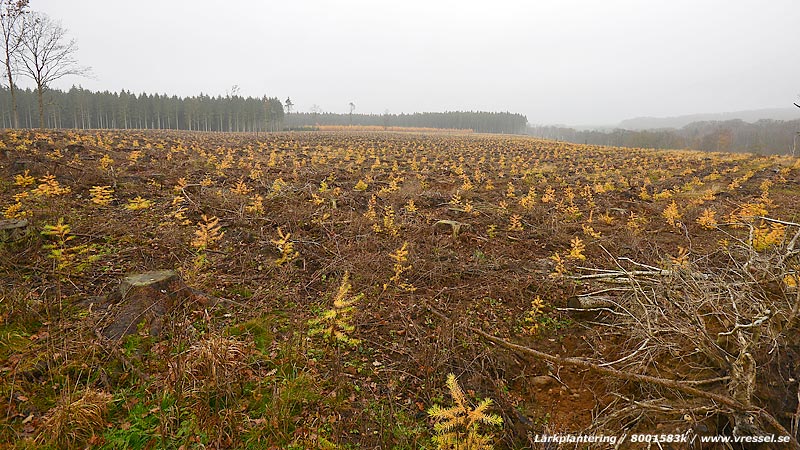 L&auml;rkplantering.
