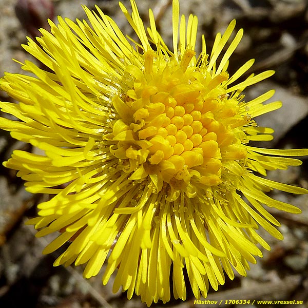 Tussilago farfara