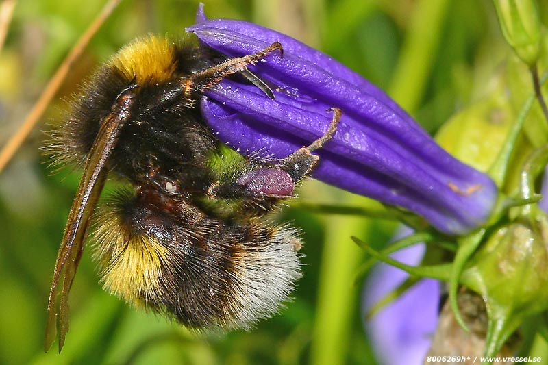 Humla p&aring; bl&aring;klocka.)