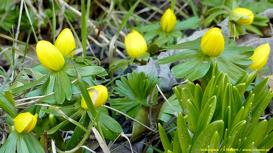 Eranthis hyemalis