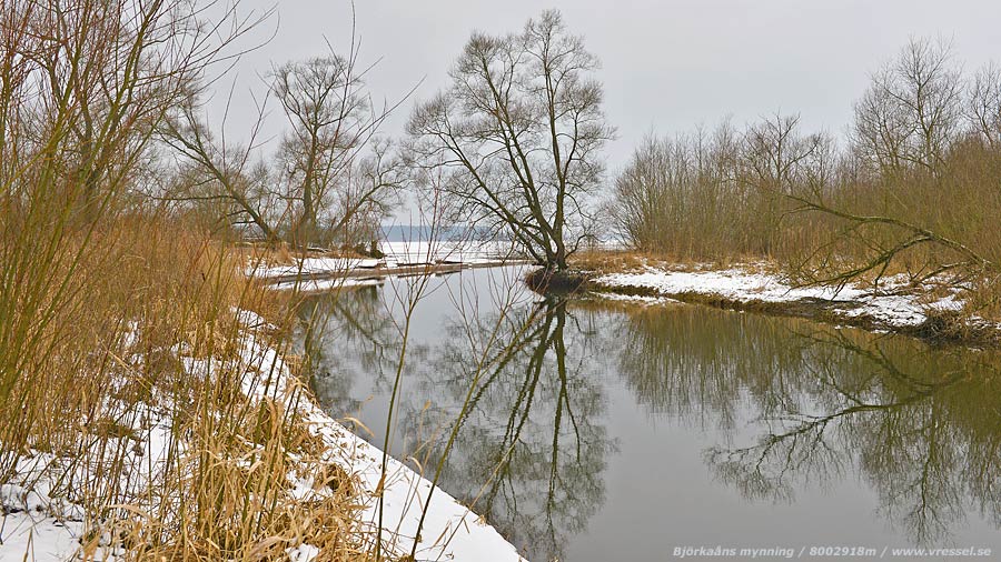 Bj&ouml;rka&aring;ns mynning.