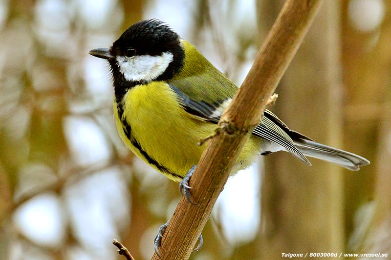 Parus major.