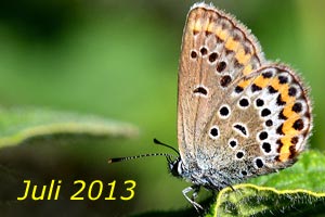 Juli 2013