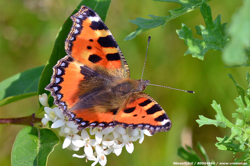 N&auml;sselfj&auml;ril