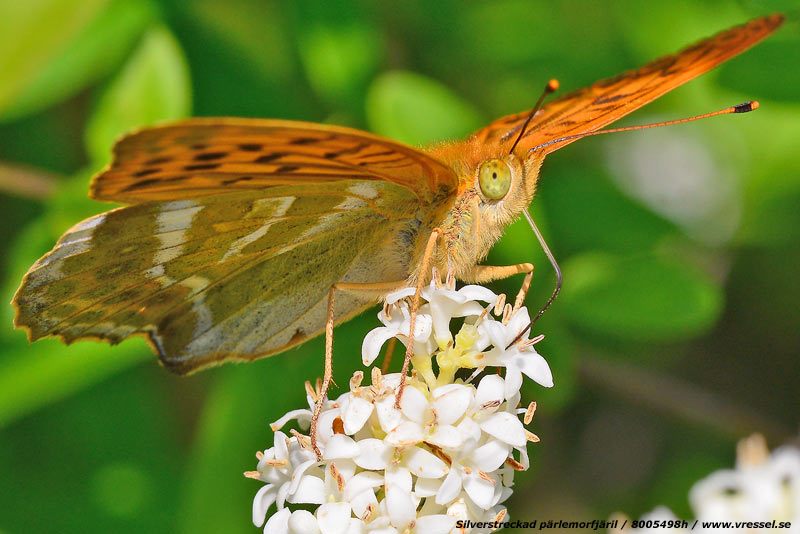 Silverstreckad p&auml;rlemorfj&auml;ril