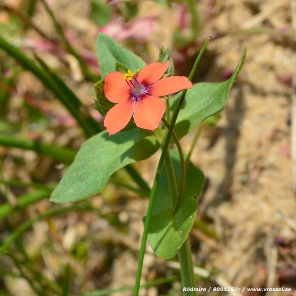 Anagallis arvensis.