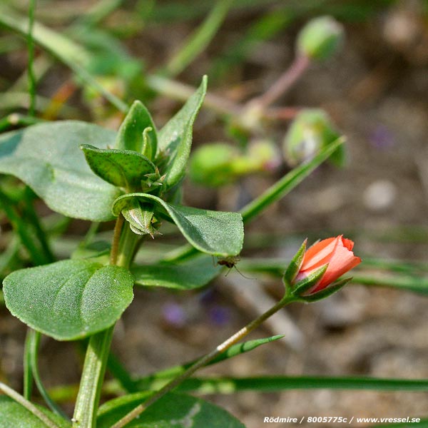 Anagallis arvensis.