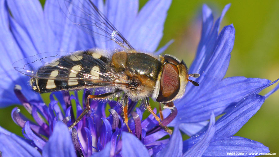 Blomflugans frukost.