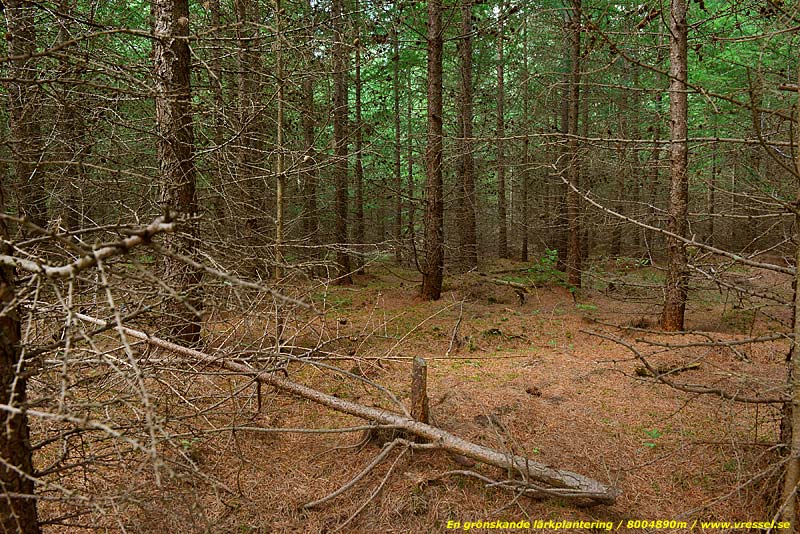 Gr&ouml;nskande l&auml;rkplantering.